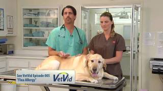How To Check Your Pet For Fleas - VetVid Episode 022