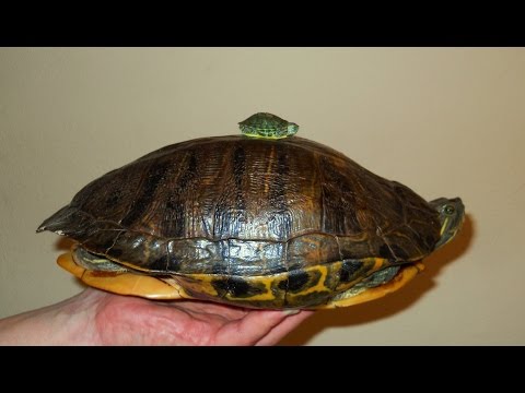 YouTube reptile video