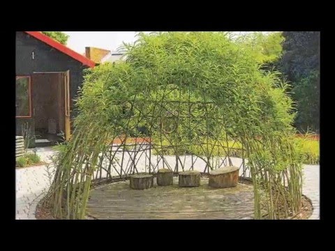 Можно ли сажать иву осенью 75