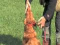 videos de Die Drei Charaktere DVD - quick release
