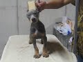 Blue Boy 2