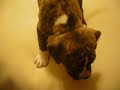 Brindle Pit Bull Puppy Playing