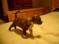 Brindle Pit Bull Puppy Playing