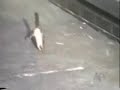Funny Animals