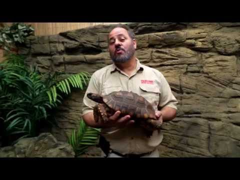 YouTube reptile video