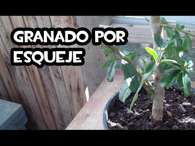 Reproducir Granado por Esqueje