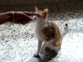 videos de Mao Mao