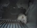 Ratinho Skinner Jr. Ratinho Skinner Jr.