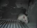 Ratinho Skinner Jr.