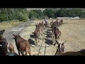 Here is a demonstration of a 20 hitch mule train being driven by a jerkline. The wagons in this video belong to Bobby Tanner of Ketchum, Idaho. They can be seen in parades and events such as Wagon Days. These are the most well preserved ore wagons in the country, and Hansen Wheel & Wagon Shop helps to keep them in top shape.
