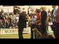 videos de Discover Dogs at Earls Court Nov 2008