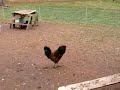 Faith Mountain Farm Animals