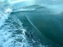 Playing with dolphins