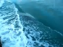 Playing with dolphins
