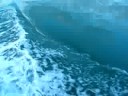 Playing with dolphins
