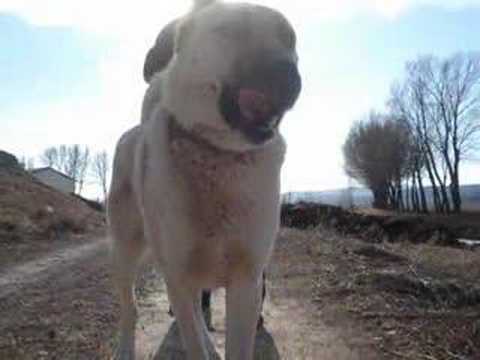 kangal