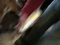 Whipped cream treats