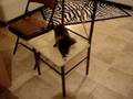 videos de CHIHUAHUA PELO LARGO