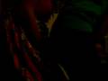 videos de Slumber Parties