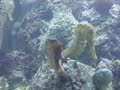 a pair of Seahorse H. reidi showing mating behavior 