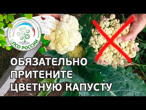 Притените соцветия цветной капусты. Как получить красивые соцветия цветной капусты.