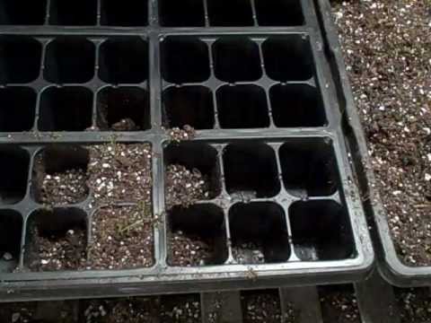 how to transplant onion seedlings