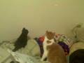 videos de Messy Marvin is not too pissed off to play with a laser light