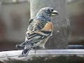 Brambling