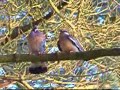 Wood Pigeon Mating