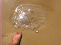打ち上げられた？巨大くらげ-Jambo Jerry fish @ sairee beach chumphon thai
