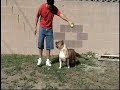Xtremeline Kennels The Yard