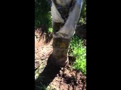 how to transplant a queen palm