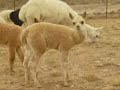 Alpaca TV Commercial  2 - AOBA