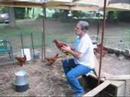 Lone Oak Chickens Lone Oak Chickens