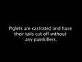 Abuse of Motherpigs and Piglets at Hormel Supplier