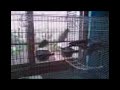 Surupico Bem-te-v� (cockatiel sings like a great kiskadee)