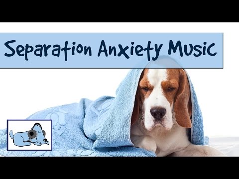 how to cure anxiety in a dog