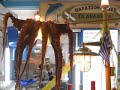 Octopus on Greek Food TV☼ - Greek Food Recipes - Greece