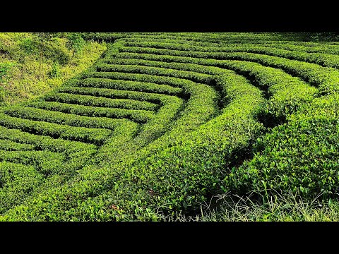 Vườn trà Gốc Gạo