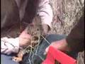 Pygmy Rabbits Released Into The Wild