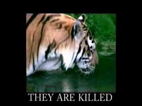 SIBERIAN TIGER