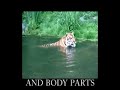 Endangered Siberian Tiger