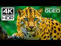 INCREDIBLE WILD ANIMALS IN DOLBY VISION HDR 4 ..