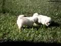 Bichón Frisé video