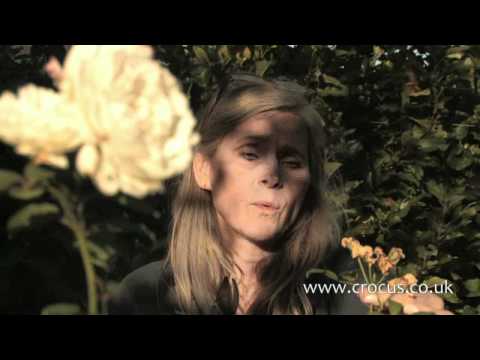 how to deadhead snapdragons