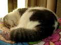 Snoring cat.?????????? Snoring cat.??????????