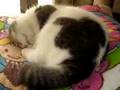 Snoring cat.フェイフェイのいびき