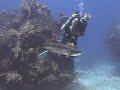 Episode 30 - Ironshore Garden, Grand Cayman