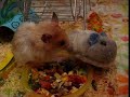 Mocca the Killer Hamster!