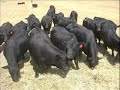Langi Kal Kal annual breeding stock clearance, February 8, B